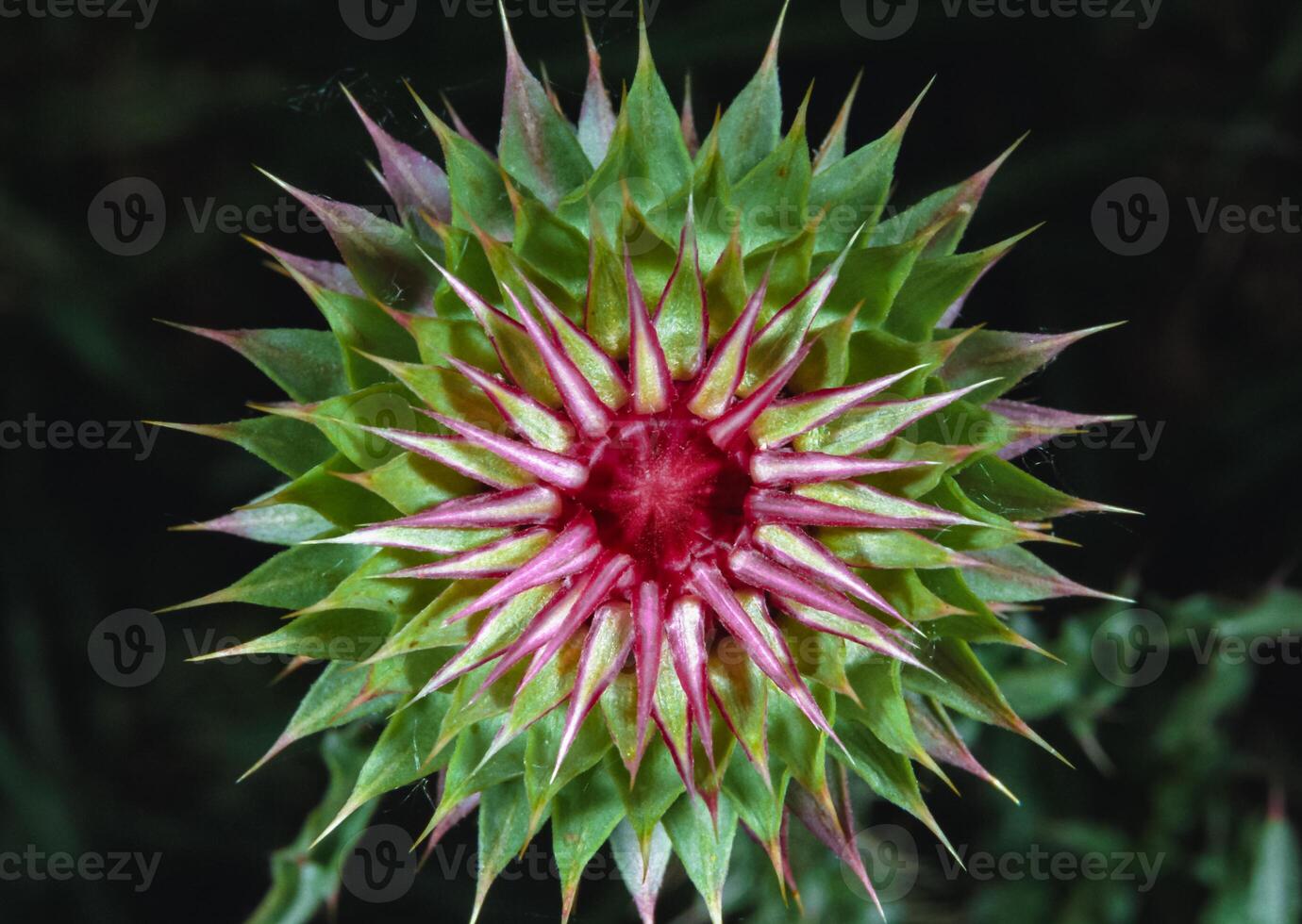 Carduus nutans - top view of a young flower of a plant, south of Ukraine photo