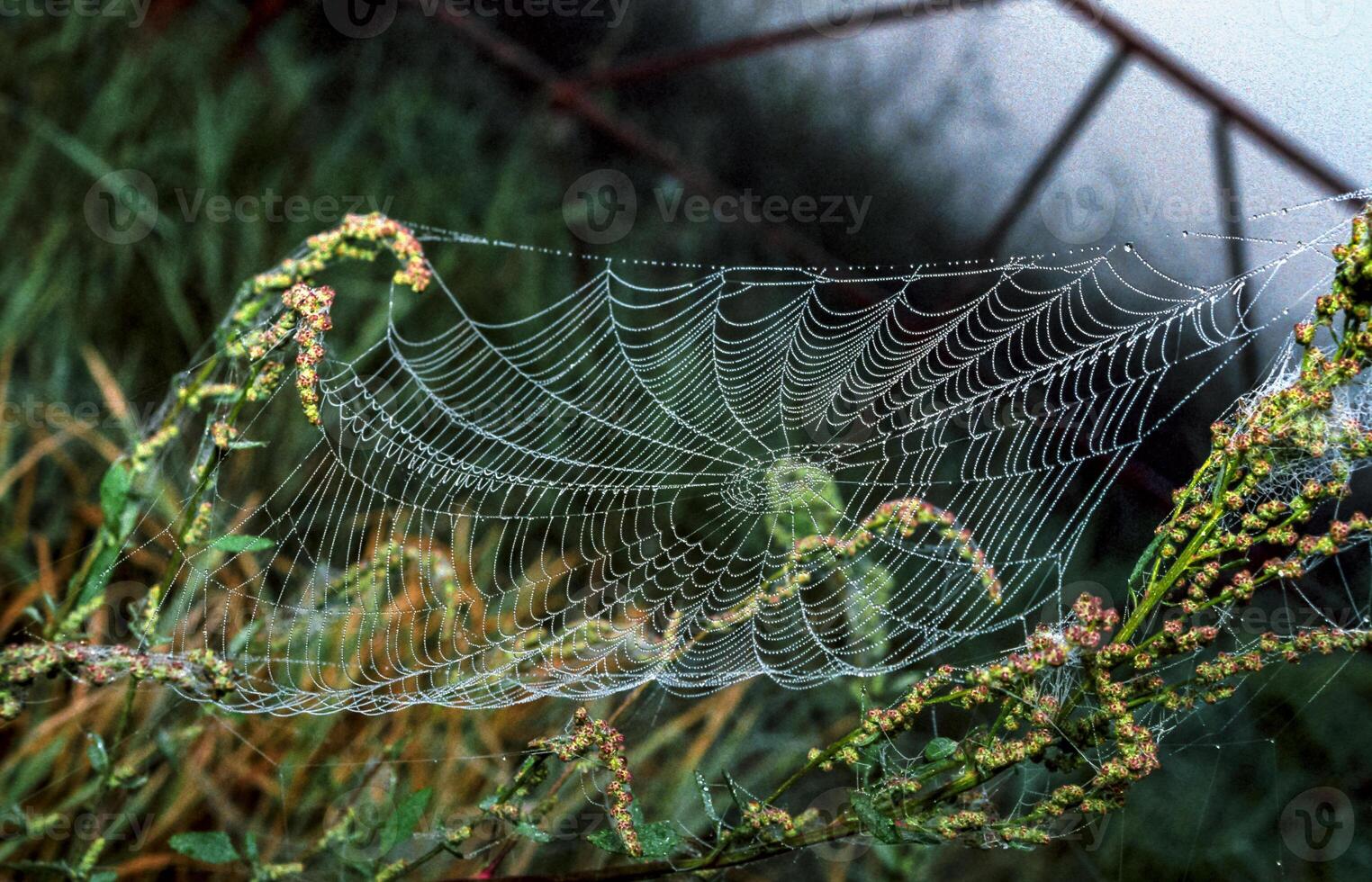 Araneus angulatus, web of a cross spider wet in dew photo