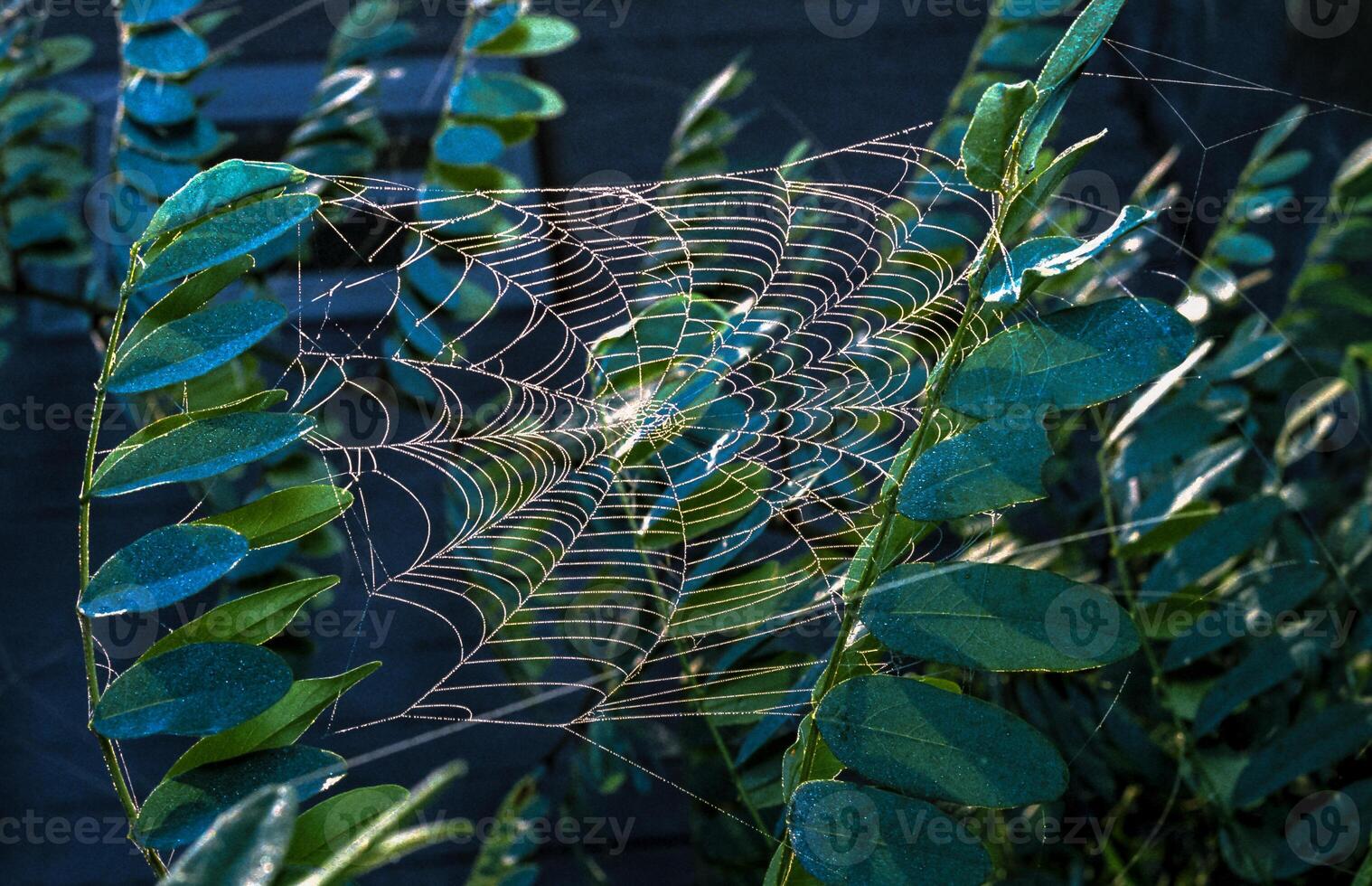 Araneus angulatus, web of a cross spider wet in dew photo
