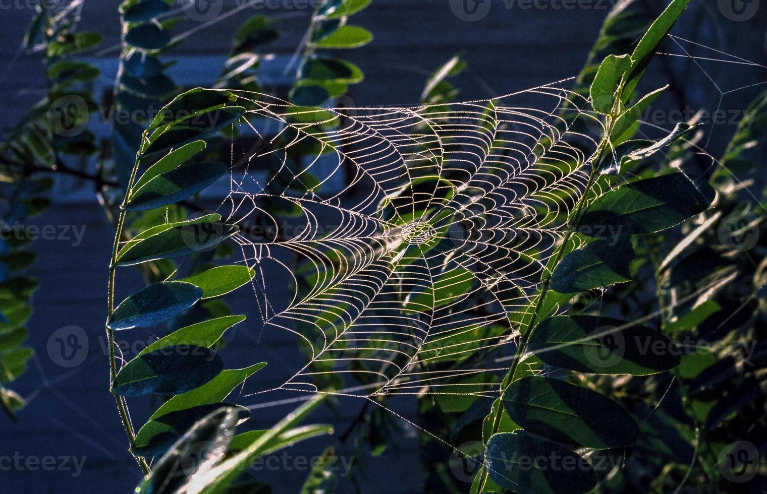 Araneus angulatus, web of a cross spider wet in dew photo