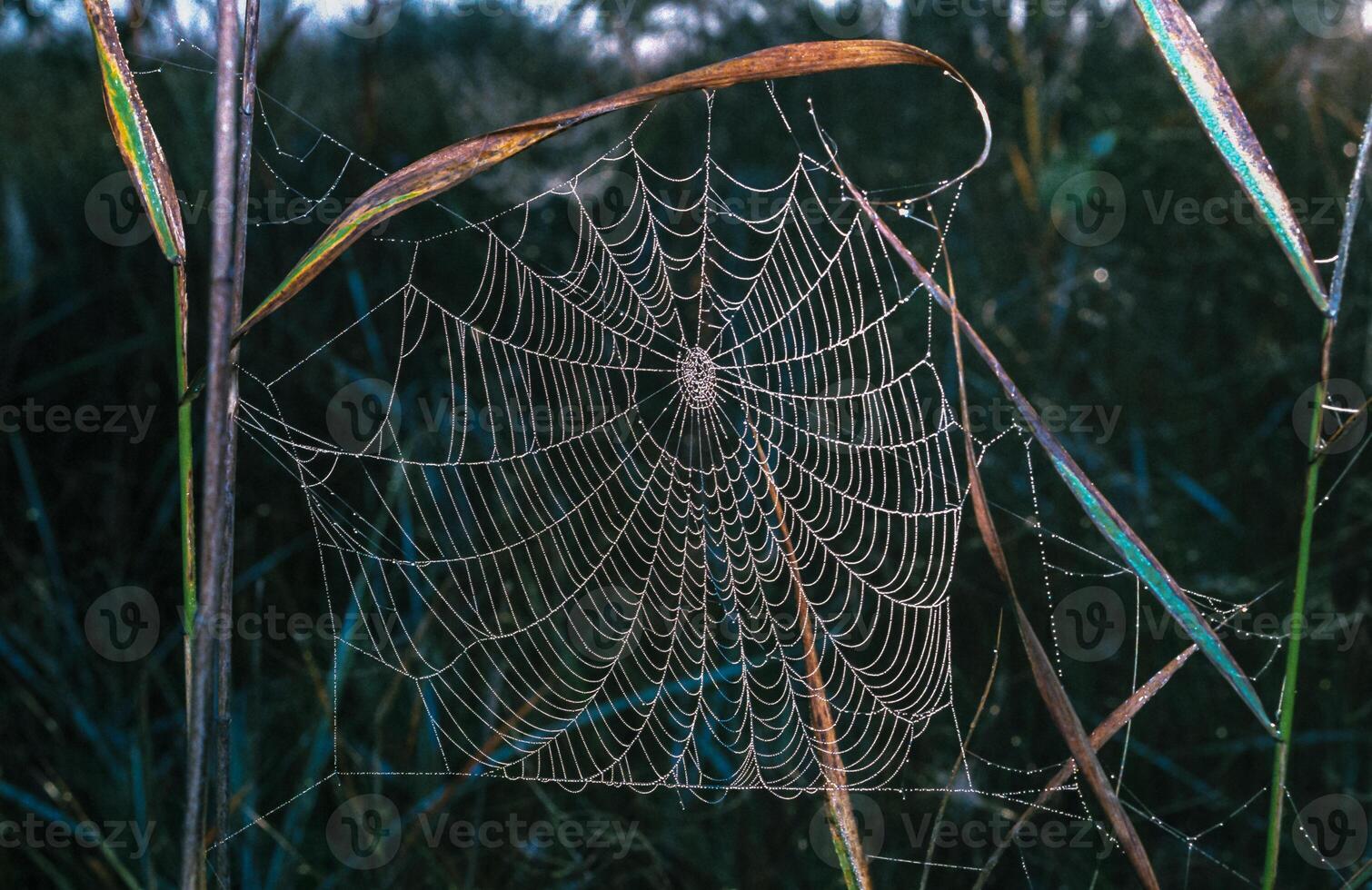 Araneus angulatus, web of a cross spider wet in dew photo
