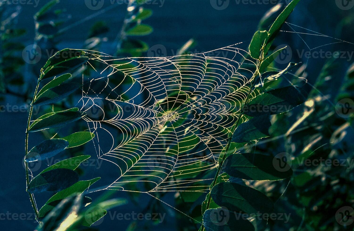 Araneus angulatus, web of a cross spider wet in dew photo