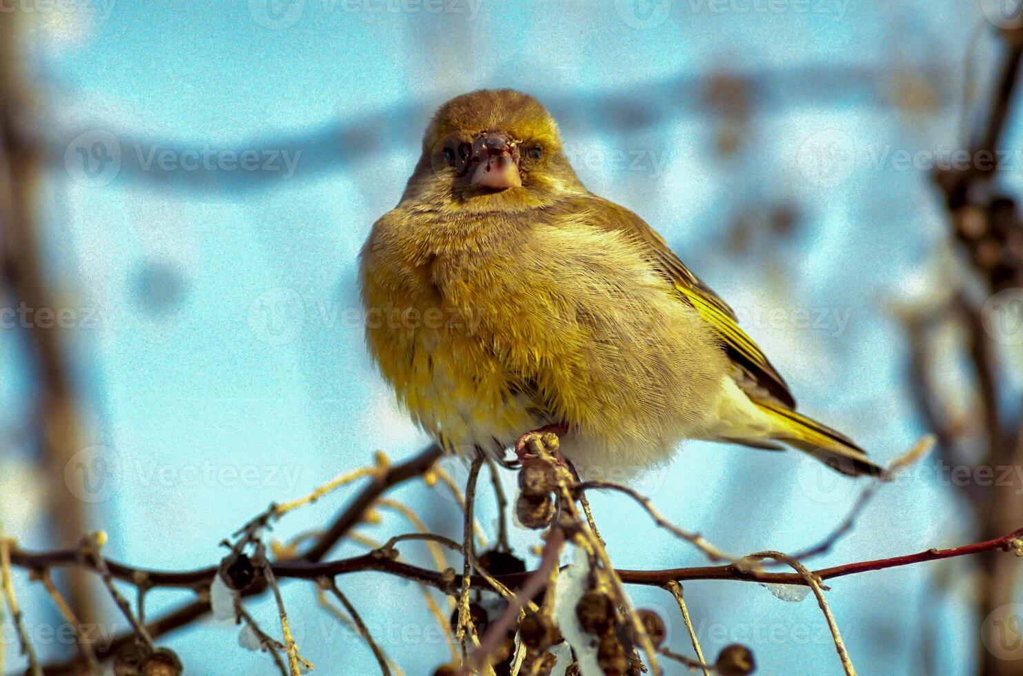 Little Greenfinch bird on a net in winter in the south of Ukraine photo