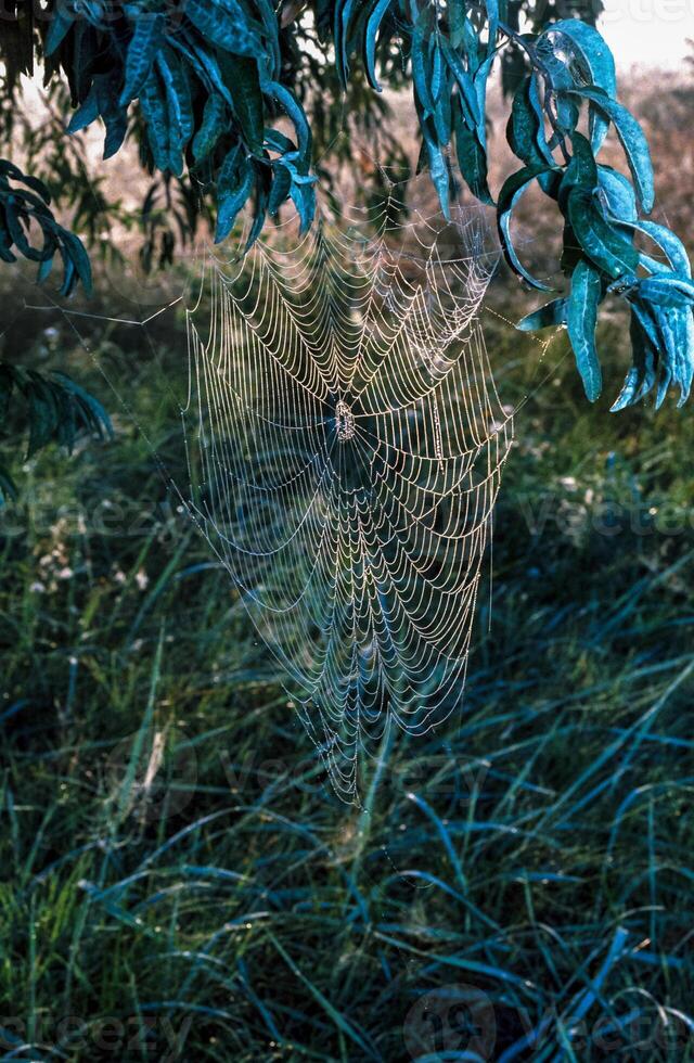 Araneus angulatus, web of a cross spider wet in dew photo