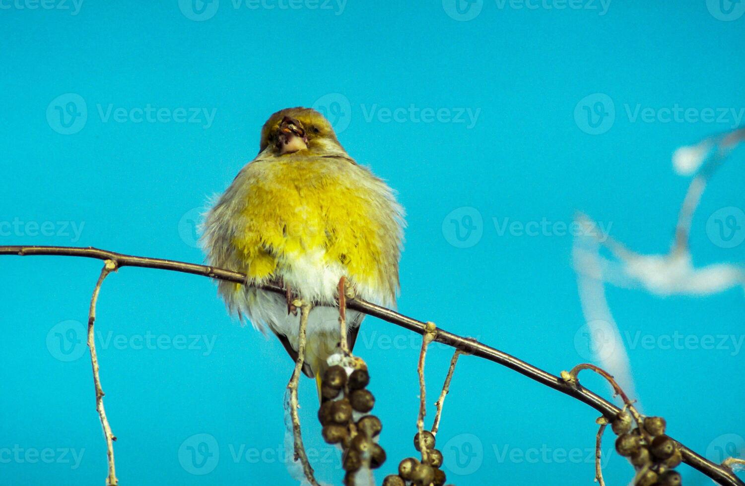 Little Greenfinch bird on a net in winter in the south of Ukraine photo