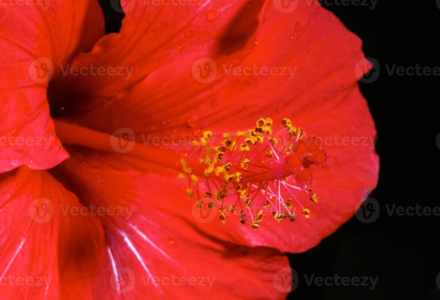 Hibiscus rosa - Red Chinese hibiscus, plant in a flower pot photo
