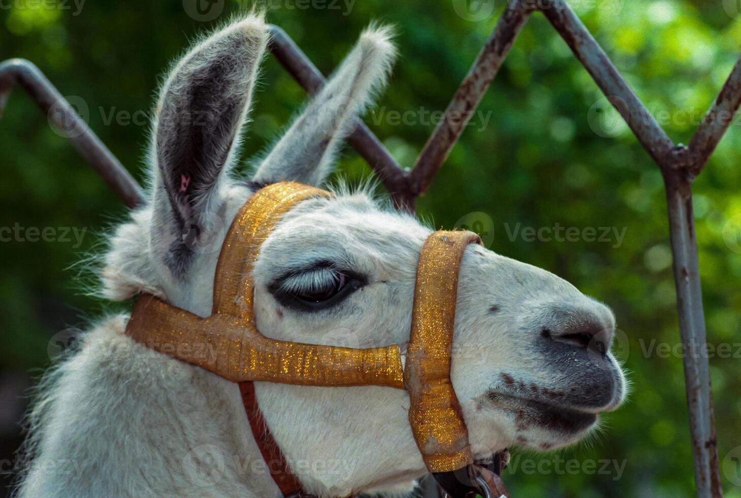 Close-up of the head of a harnessed llama in a zoo photo