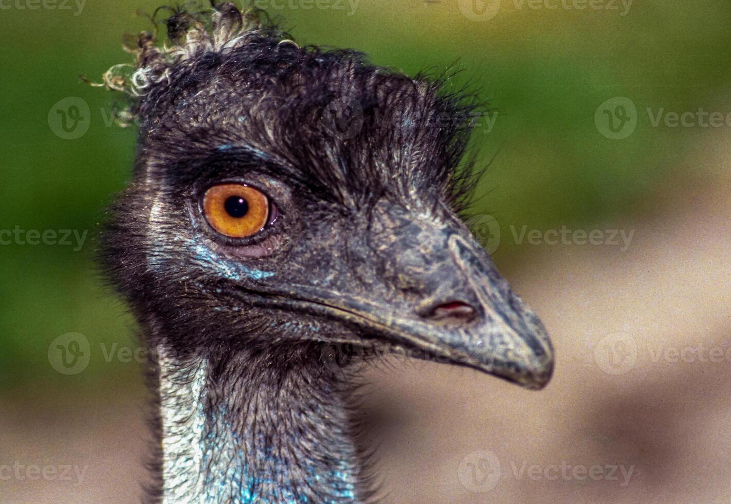 Close-up of the head of an Emu ostrich at the Odessa Zoo photo