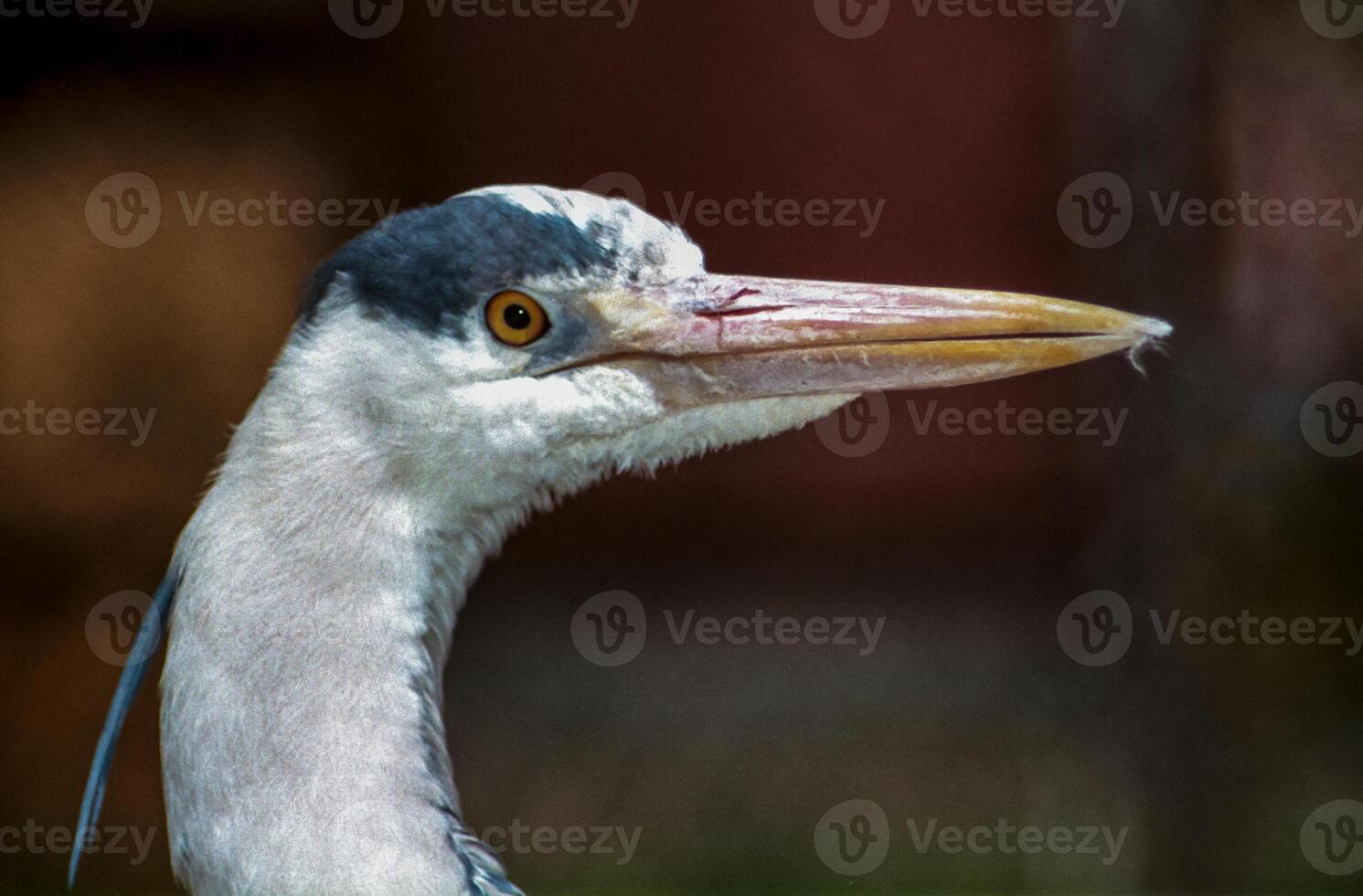 Close-up of the head of a gray heron in the wild, Ukraine photo