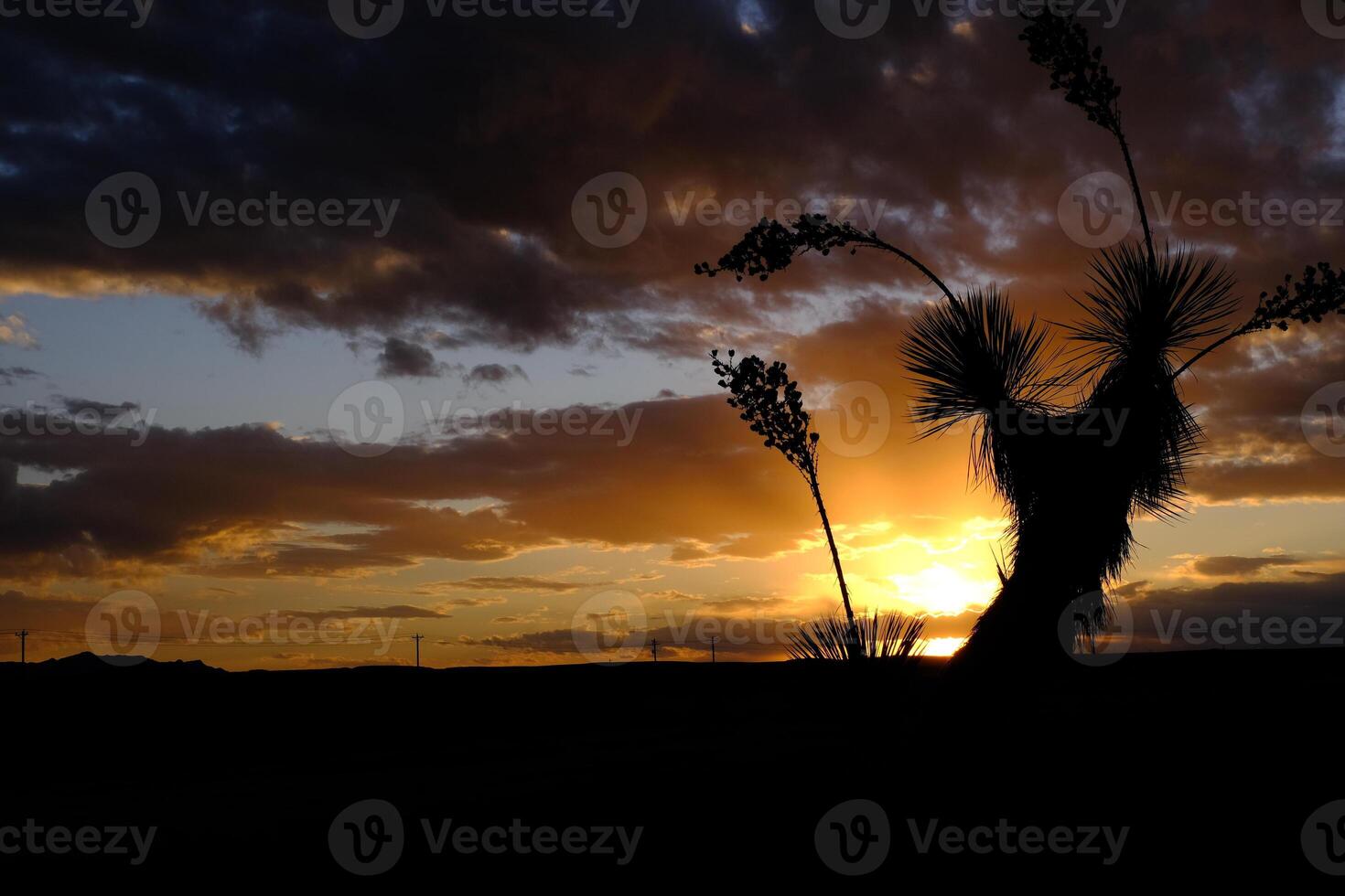 Joshua Tree Yucca tree against a red sunset background in California, giant yucca in Joshua Tree National Park photo