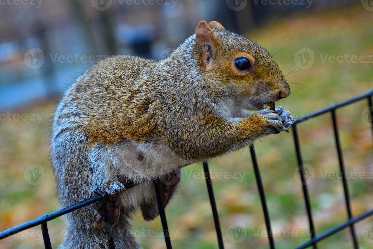 Squirrel on the fence, Gray Squirrel Sciurus carolinensis is eating a nut in the park, Wild animals, Manhattan photo