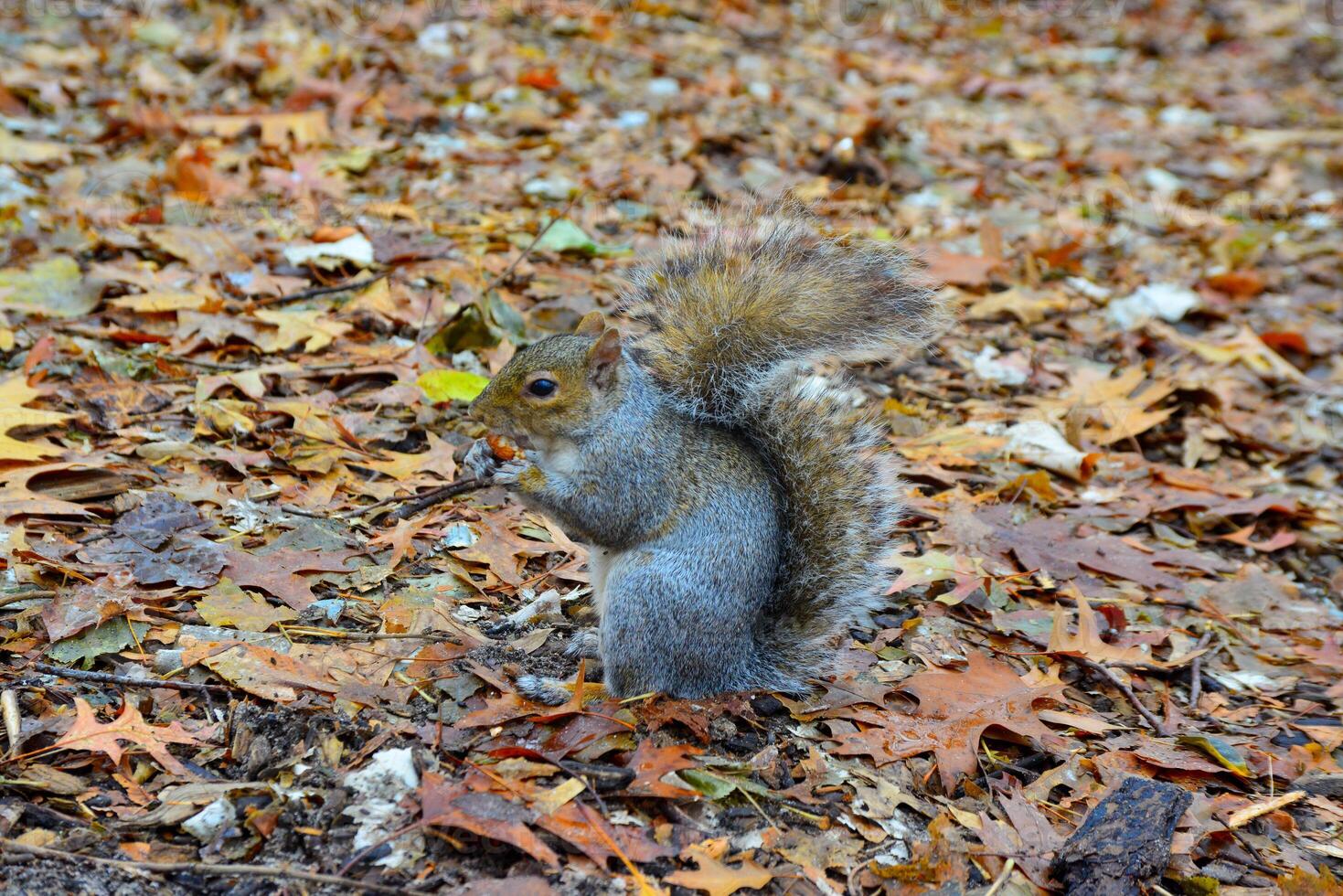 Gray Squirrel Sciurus carolinensis collects nuts in the park, Wild animals, Manhattan, New York photo