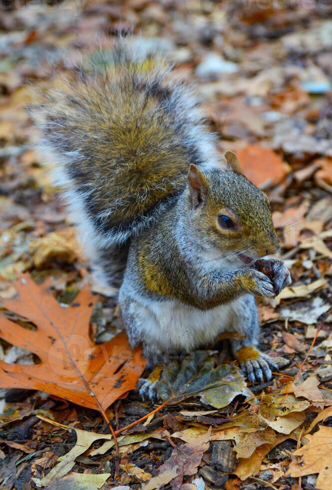 gris ardilla sciurus carolinensis recoge nueces en el parque, salvaje animales, manhattan, nuevo York foto