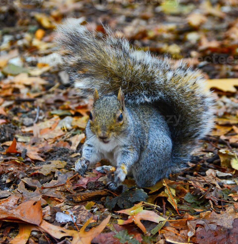 Gray Squirrel Sciurus carolinensis collects nuts in the park, Wild animals, Manhattan, New York photo