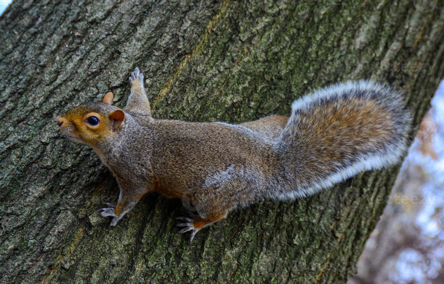 Rodent on a tree, Gray Squirrel Sciurus carolinensis asks for a nut in the park, Manhattan, New York photo