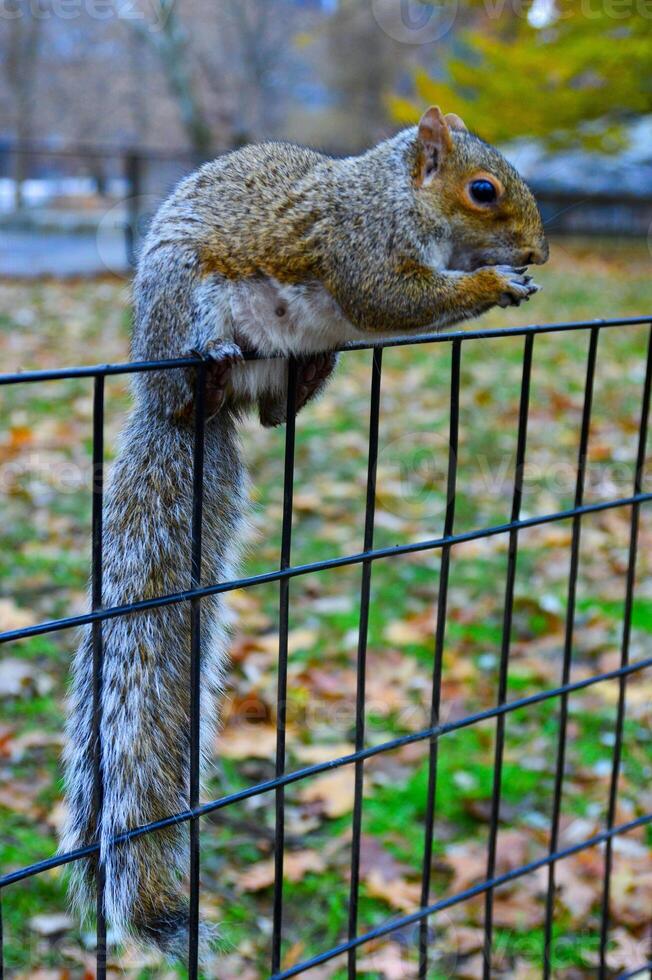 ardilla en el cerca, gris ardilla sciurus carolinensis es comiendo un nuez en el parque, salvaje animales, Manhattan foto