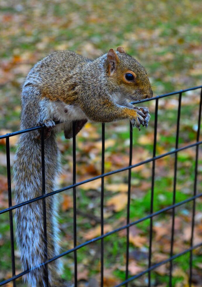 Squirrel on the fence, Gray Squirrel Sciurus carolinensis is eating a nut in the park, Wild animals, Manhattan photo