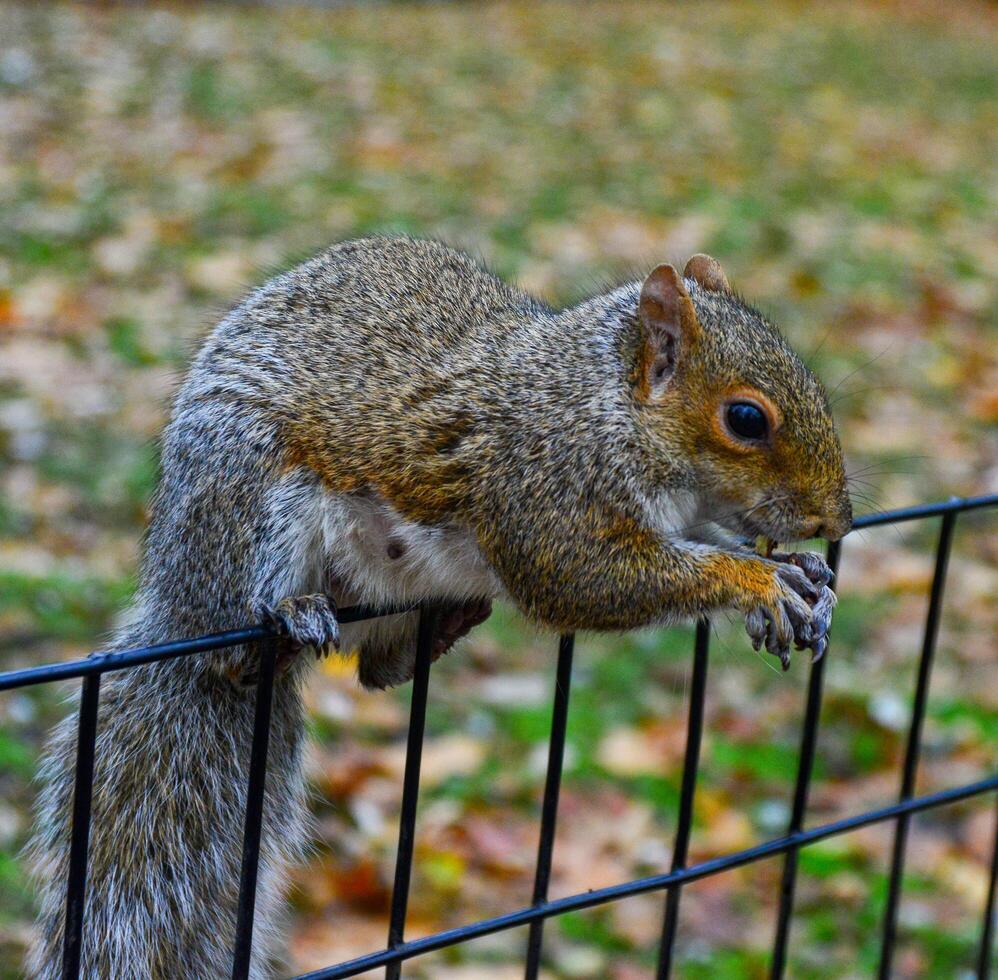 Squirrel on the fence, Gray Squirrel Sciurus carolinensis is eating a nut in the park, Wild animals, Manhattan photo