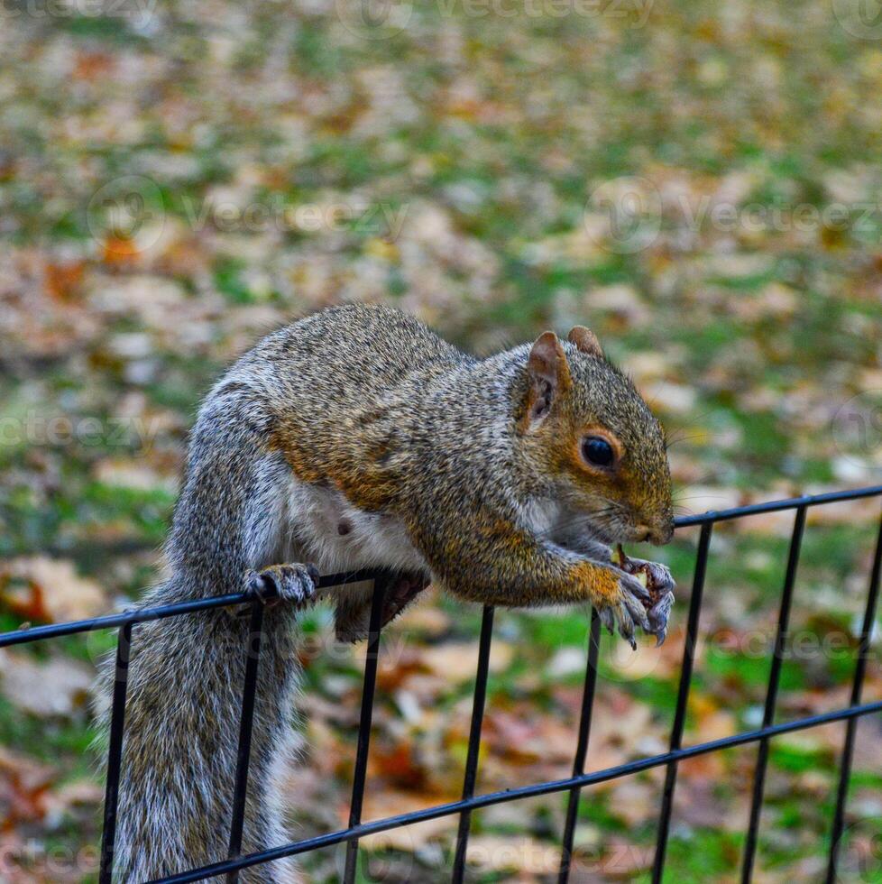 Squirrel on the fence, Gray Squirrel Sciurus carolinensis is eating a nut in the park, Wild animals, Manhattan photo