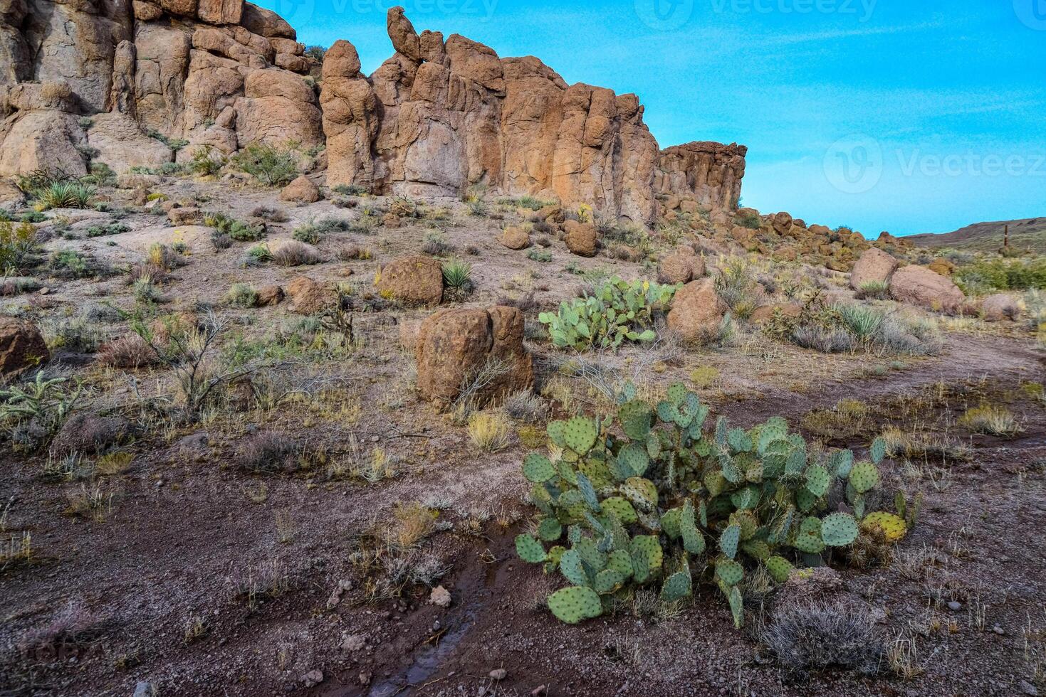 Arizona Cacti, Engelmann prickly pear, cactus apple Opuntia engelmannii, cacti in the winter in the mountains photo