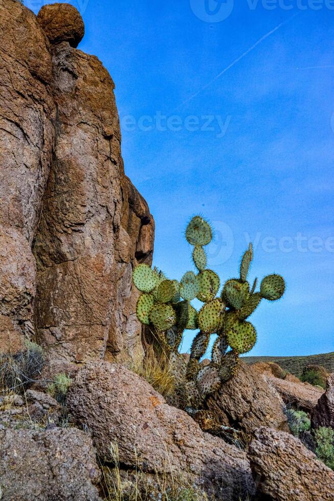 Pancake prickly pear, dollarjoint prickly pear Opuntia chlorotica, cacti in the winter in the mountains. Arizona cacti photo