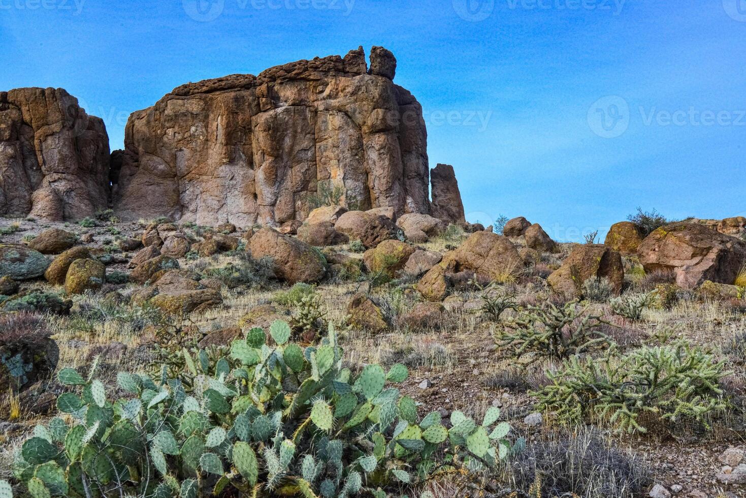 Pancake prickly pear, dollarjoint prickly pear Opuntia chlorotica, cacti in the winter in the mountains photo