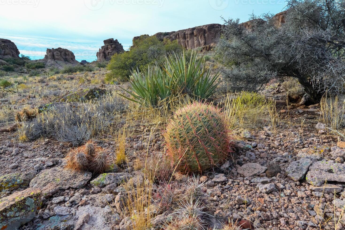 California barrel cactus, compass barrel Ferocactus cylindraceus, cacti grow on stones in the desert. Arizona Cacti photo