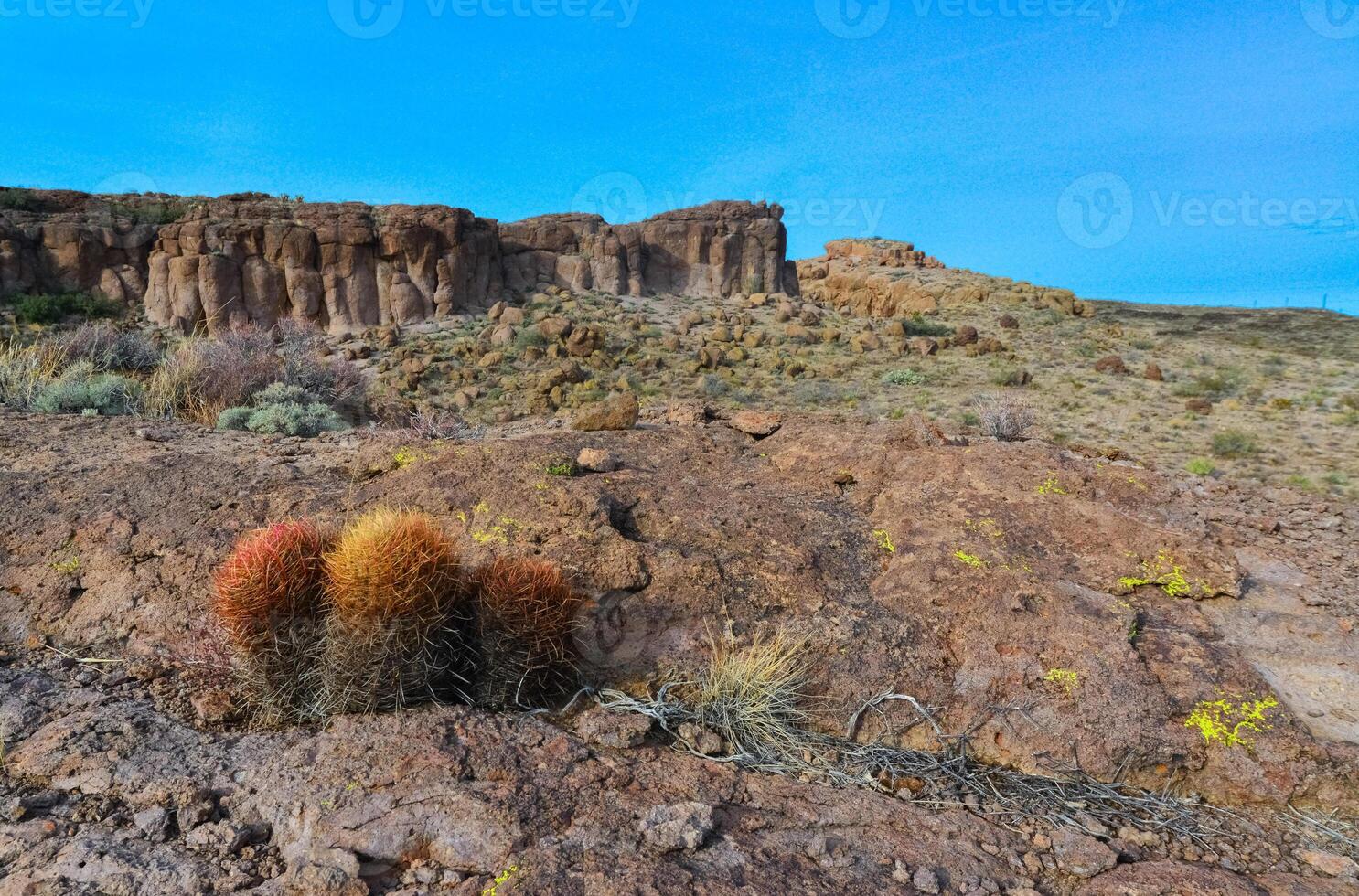 California barrel cactus, compass barrel Ferocactus cylindraceus, cacti grow on stones in the desert. Arizona Cacti photo