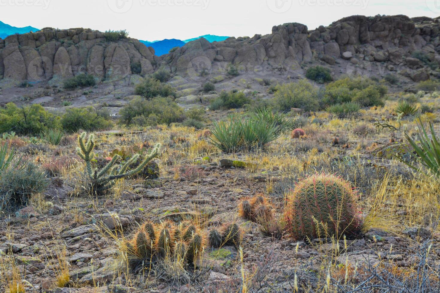 Ferocactus and Engelmann's hedgehog cactus Echinocereus engelmannii, Arizona cacti photo