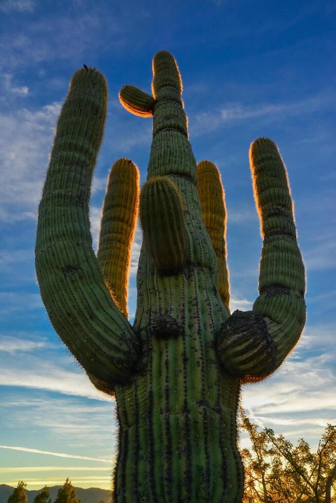 Saguaro Cactus Carnegiea gigantea in desert, giant cactus against a blue sky in winter in the desert of Arizona, USA photo