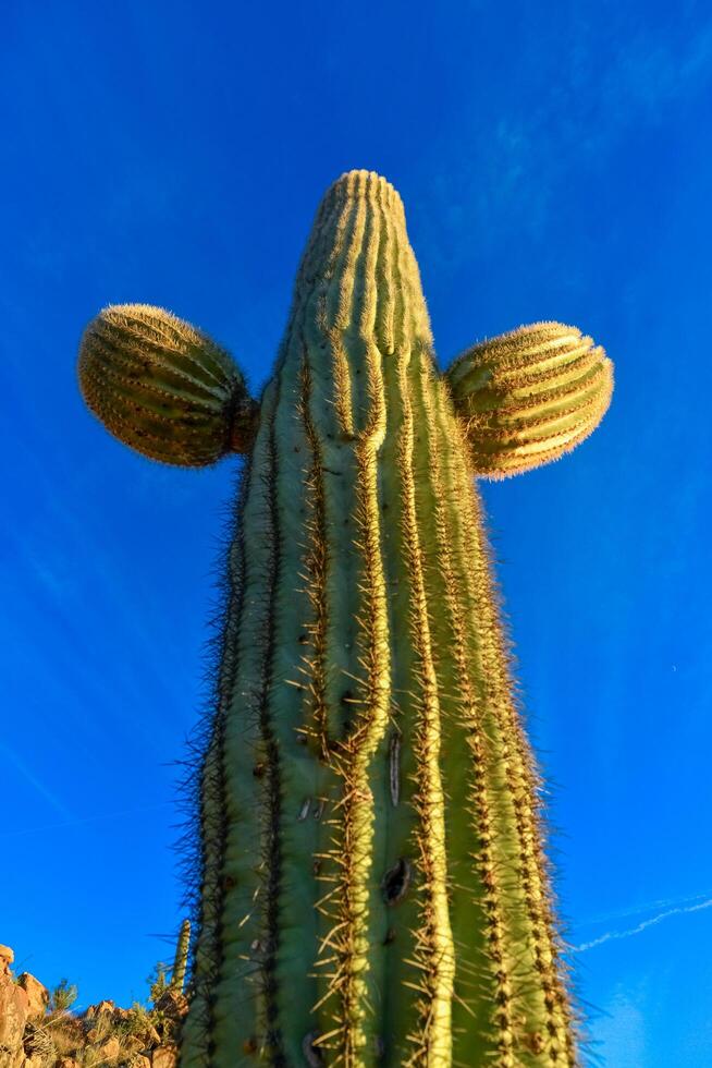 Saguaro Cactus Carnegiea gigantea in desert, giant cactus against a blue sky in winter in the desert of Arizona, USA photo