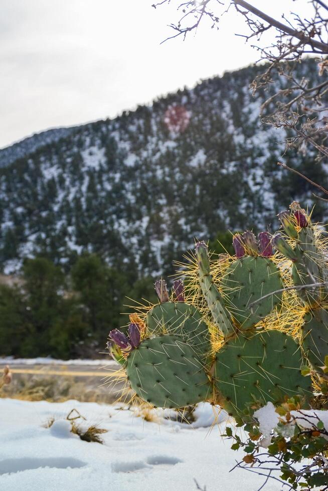 Cacti Opuntia sp. in the snow, cold winter in nature, desert plants survive frost in the snow photo