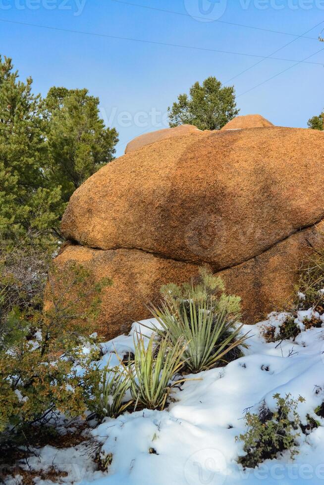 Cacti Opuntia sp. in the snow, cold winter in nature, desert plants survive frost in the snow photo