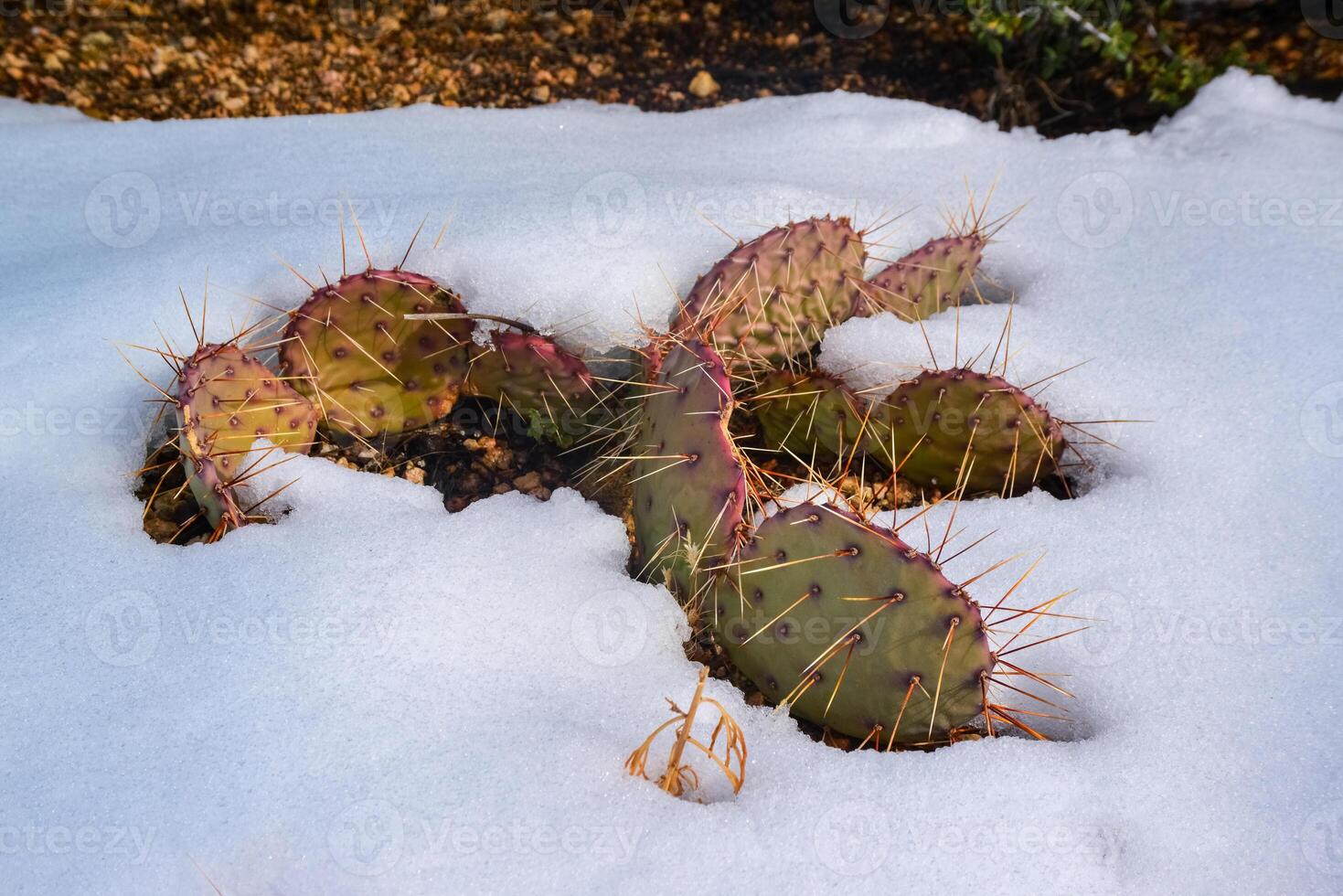 Cacti Opuntia sp. in the snow, cold winter in nature, desert plants survive frost in the snow photo