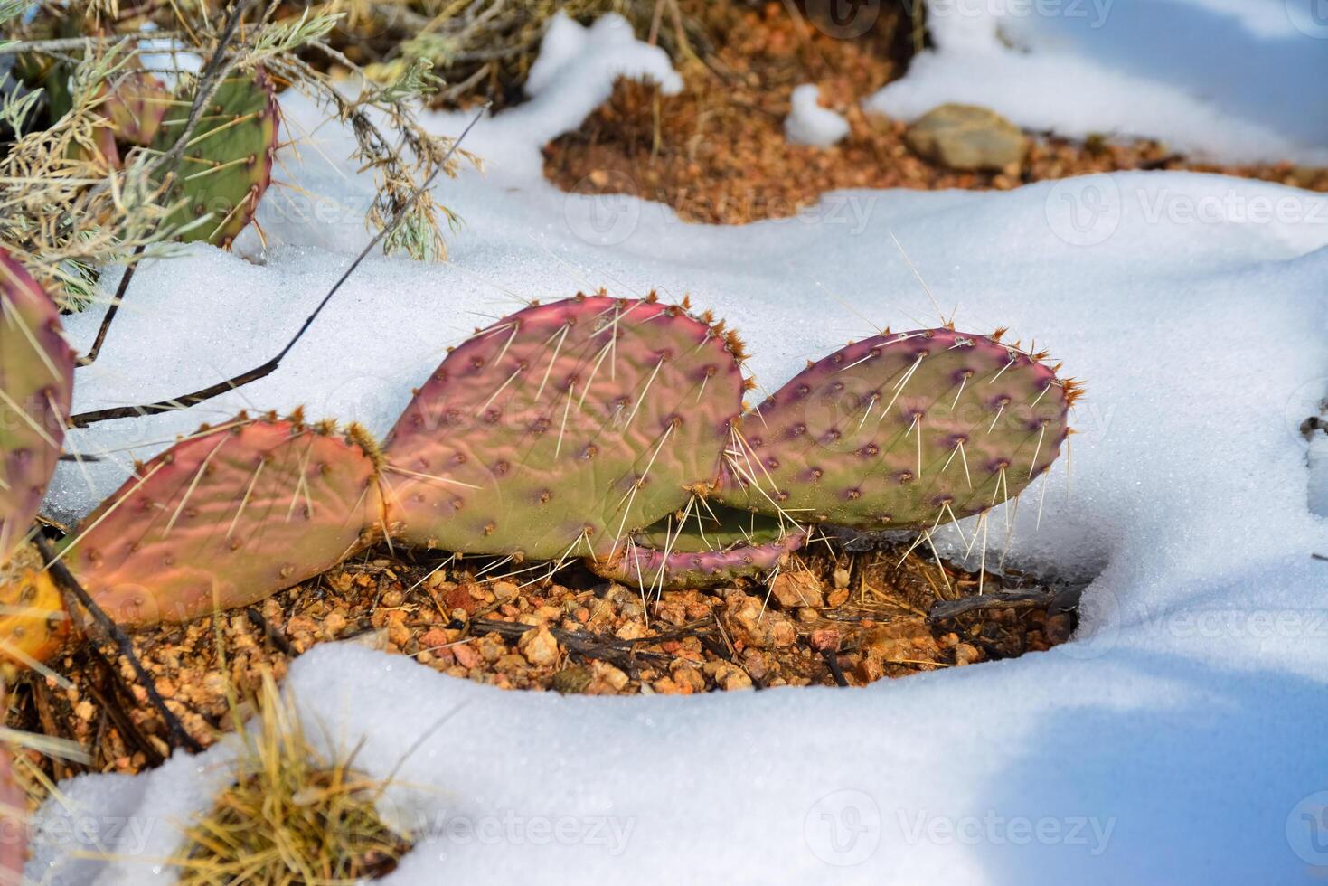 Cacti Opuntia sp. in the snow, cold winter in nature, desert plants survive frost in the snow photo
