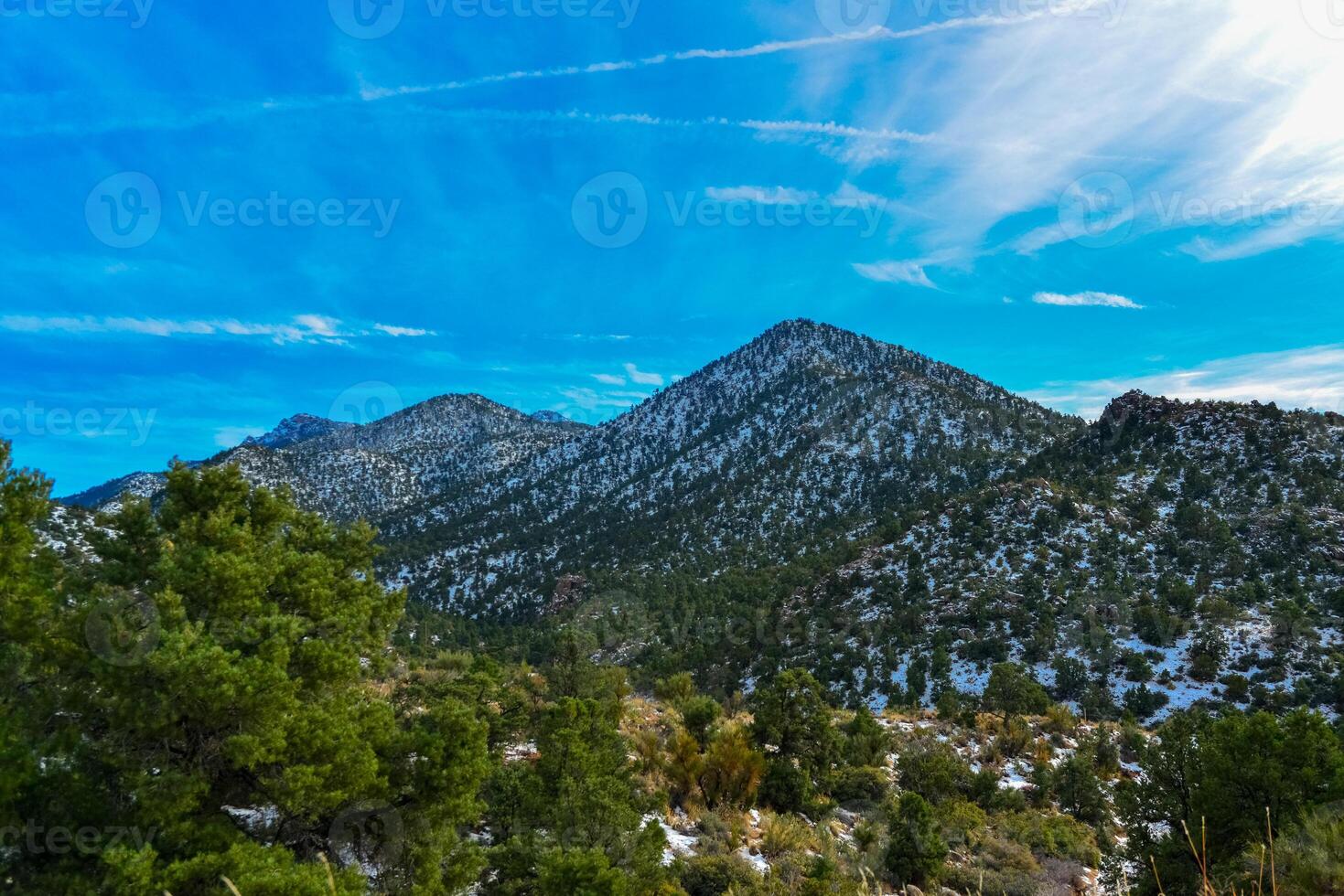 Coniferous forest and snow-capped mountains against a blue sky, frost-resistant cacti photo