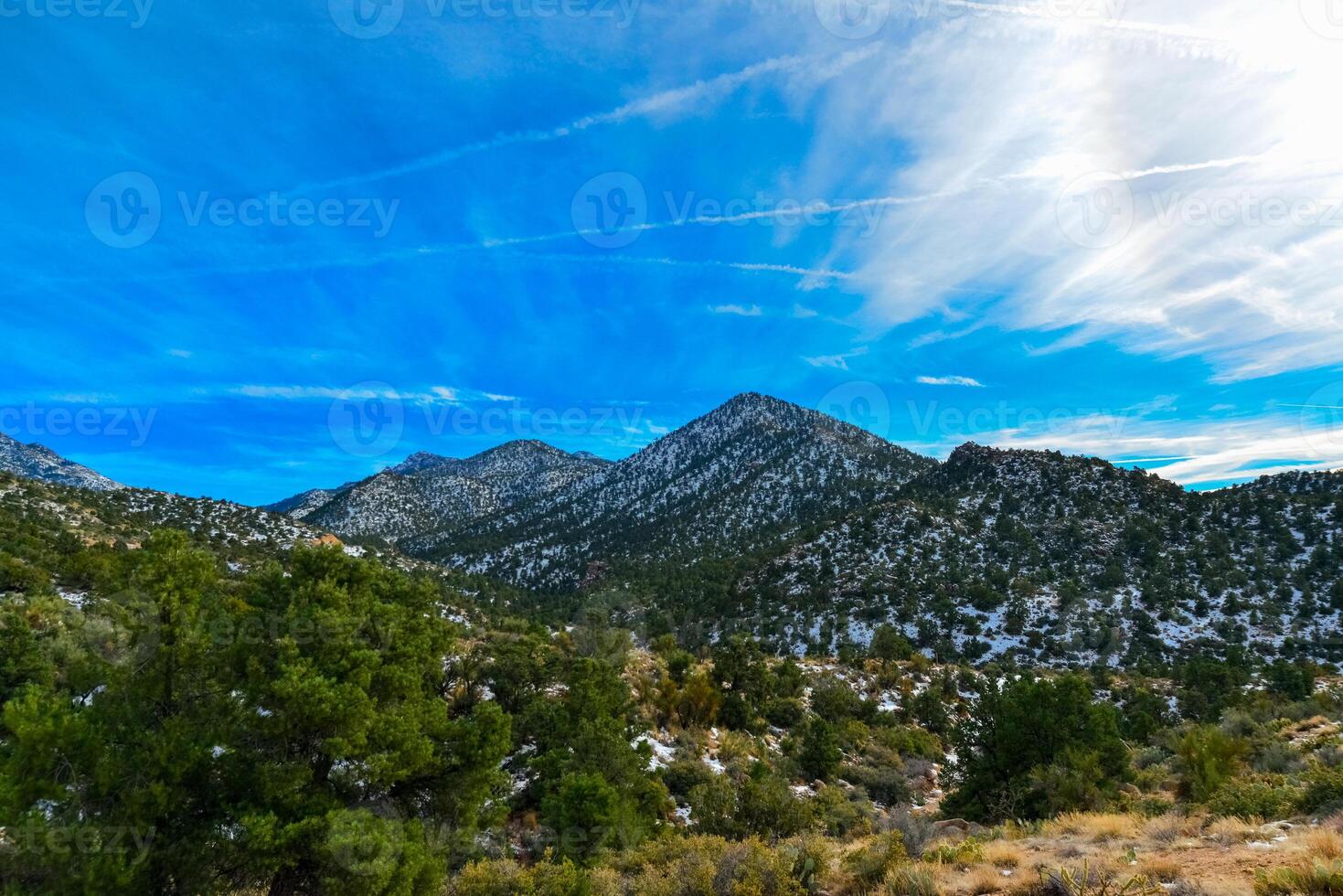 Coniferous forest and snow-capped mountains against a blue sky, frost-resistant cacti photo