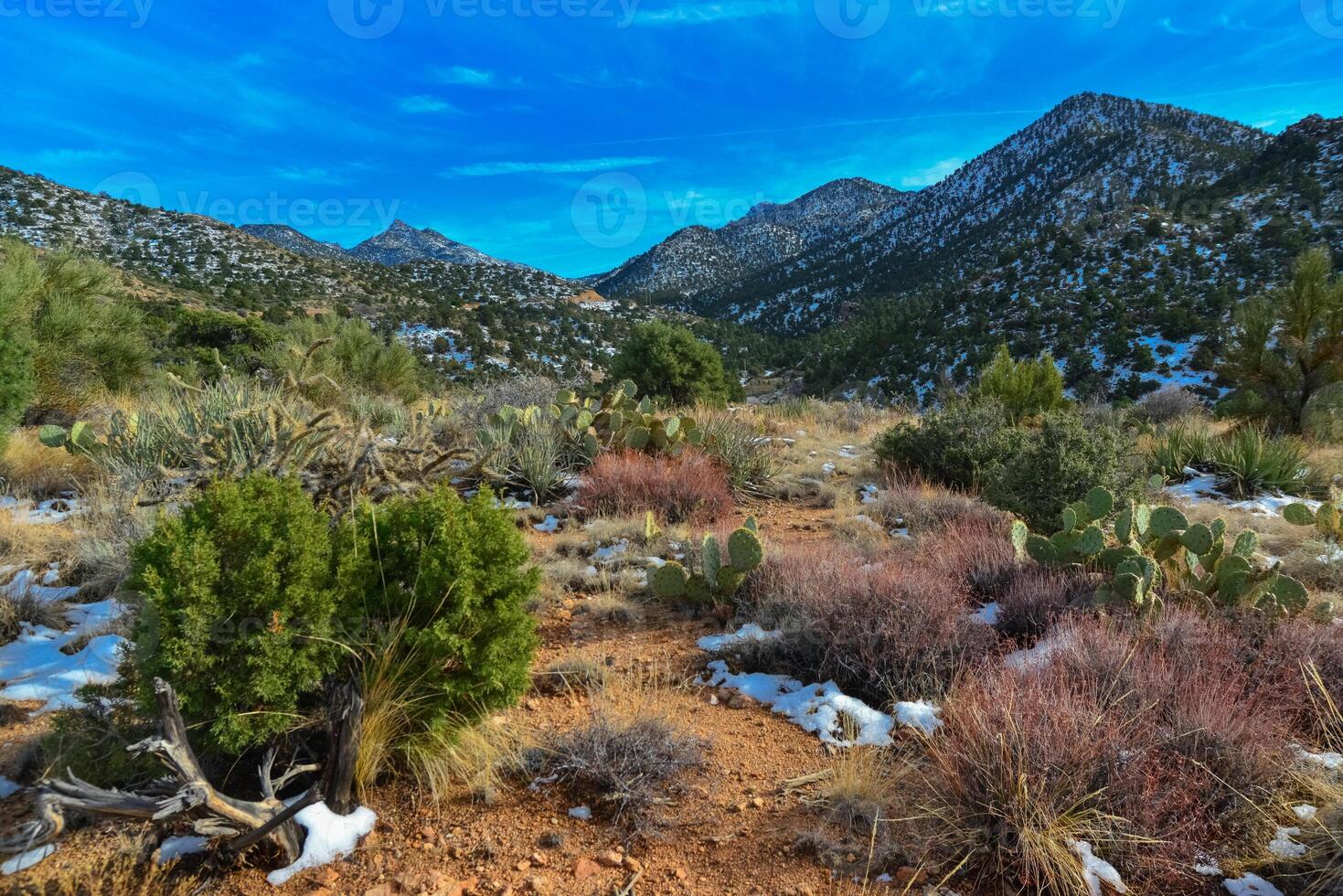 Coniferous forest and snow-capped mountains against a blue sky, frost-resistant cacti photo