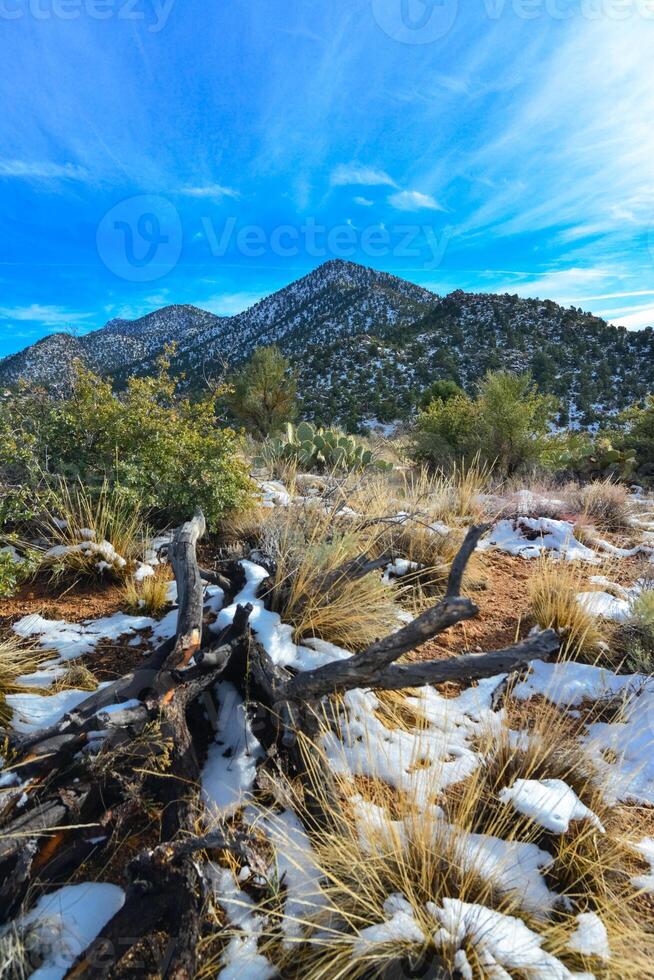 Coniferous forest and snow-capped mountains against a blue sky, frost-resistant cacti photo