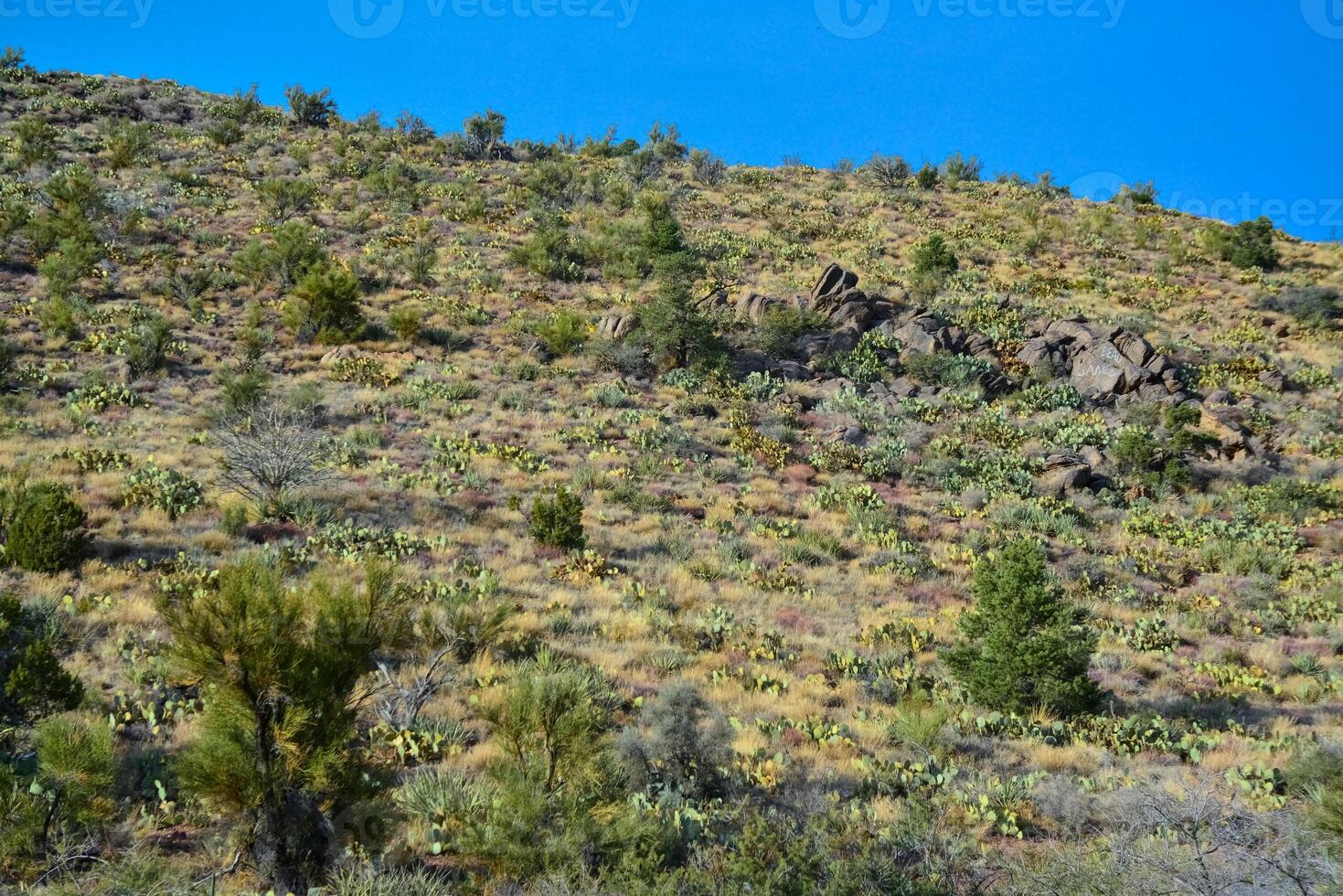 Mountainside densely overgrown with prickly pear cacti and lone conifers in Arizona photo