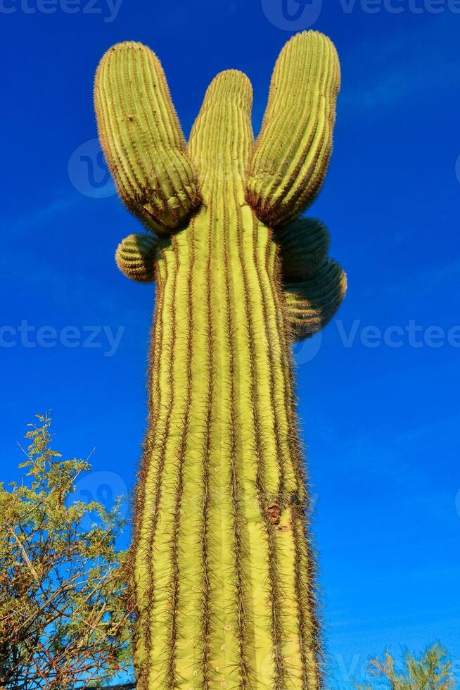 Saguaro Cactus Carnegiea gigantea in desert, giant cactus against a blue sky in winter in the desert of Arizona, USA photo