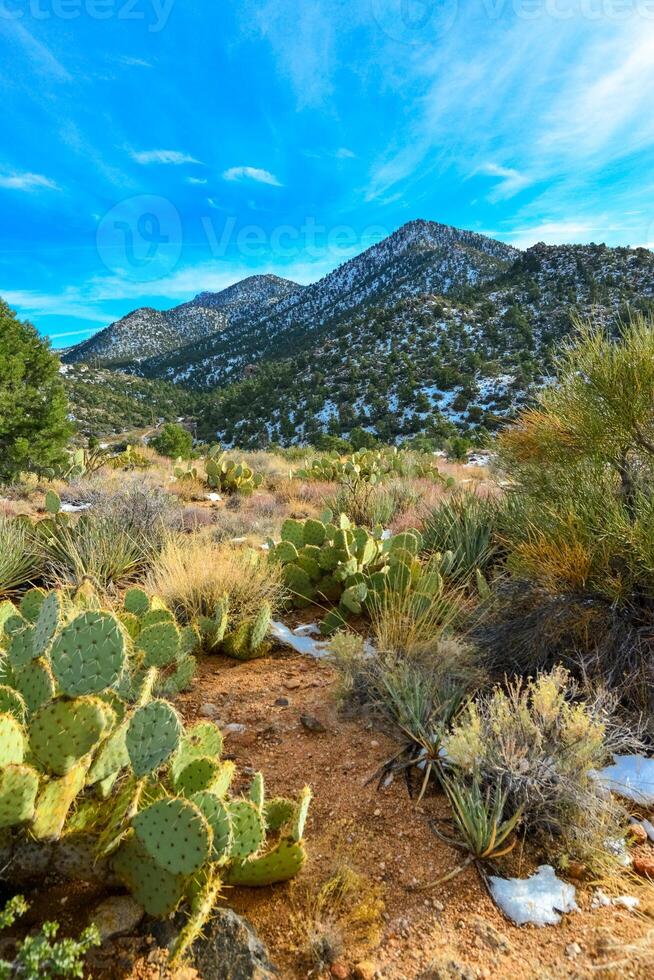 Coniferous forest and snow-capped mountains against a blue sky, frost-resistant cacti photo
