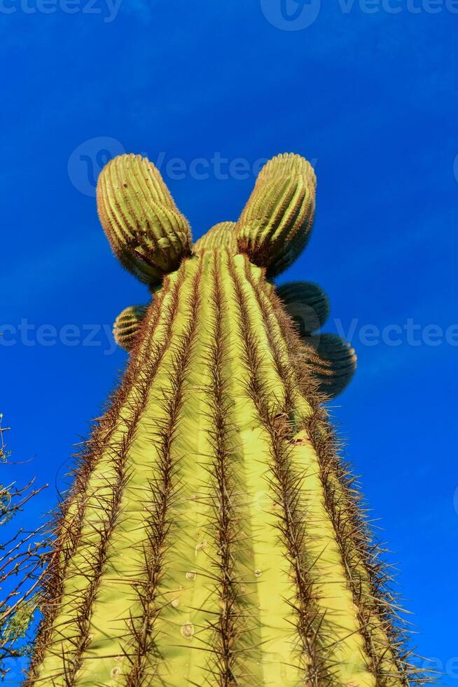 Saguaro Cactus Carnegiea gigantea in desert, giant cactus against a blue sky in winter in the desert of Arizona, USA photo