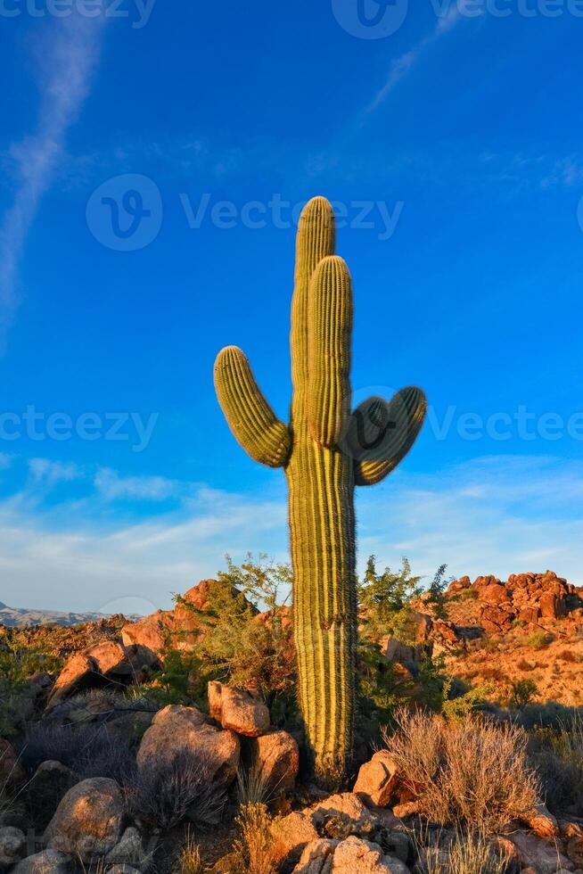 Saguaro Cactus Carnegiea gigantea in desert, giant cactus against a blue sky in winter in the desert of Arizona, USA photo