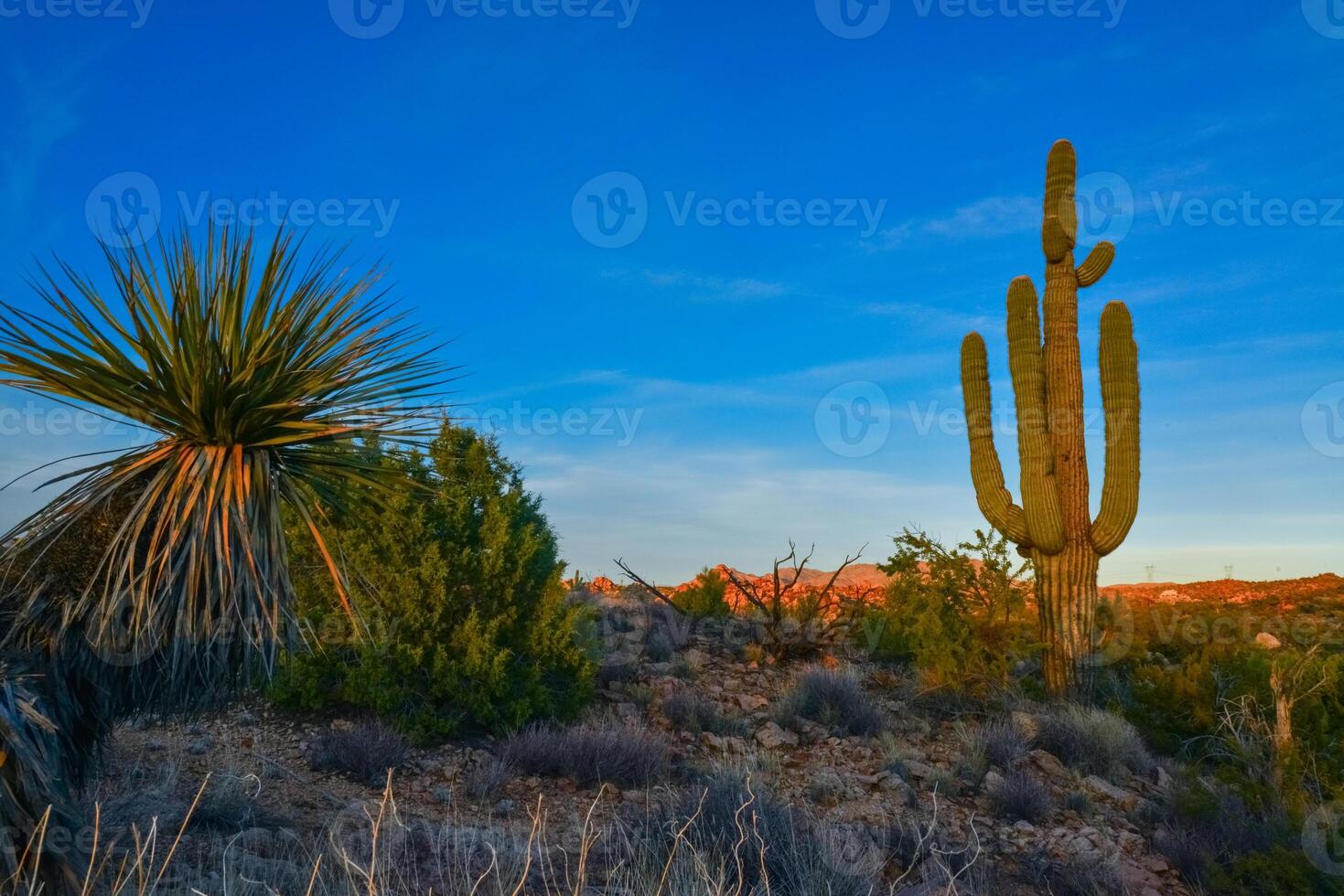 Saguaro Cactus Carnegiea gigantea in desert, giant cactus against a blue sky in winter in the desert of Arizona, USA photo
