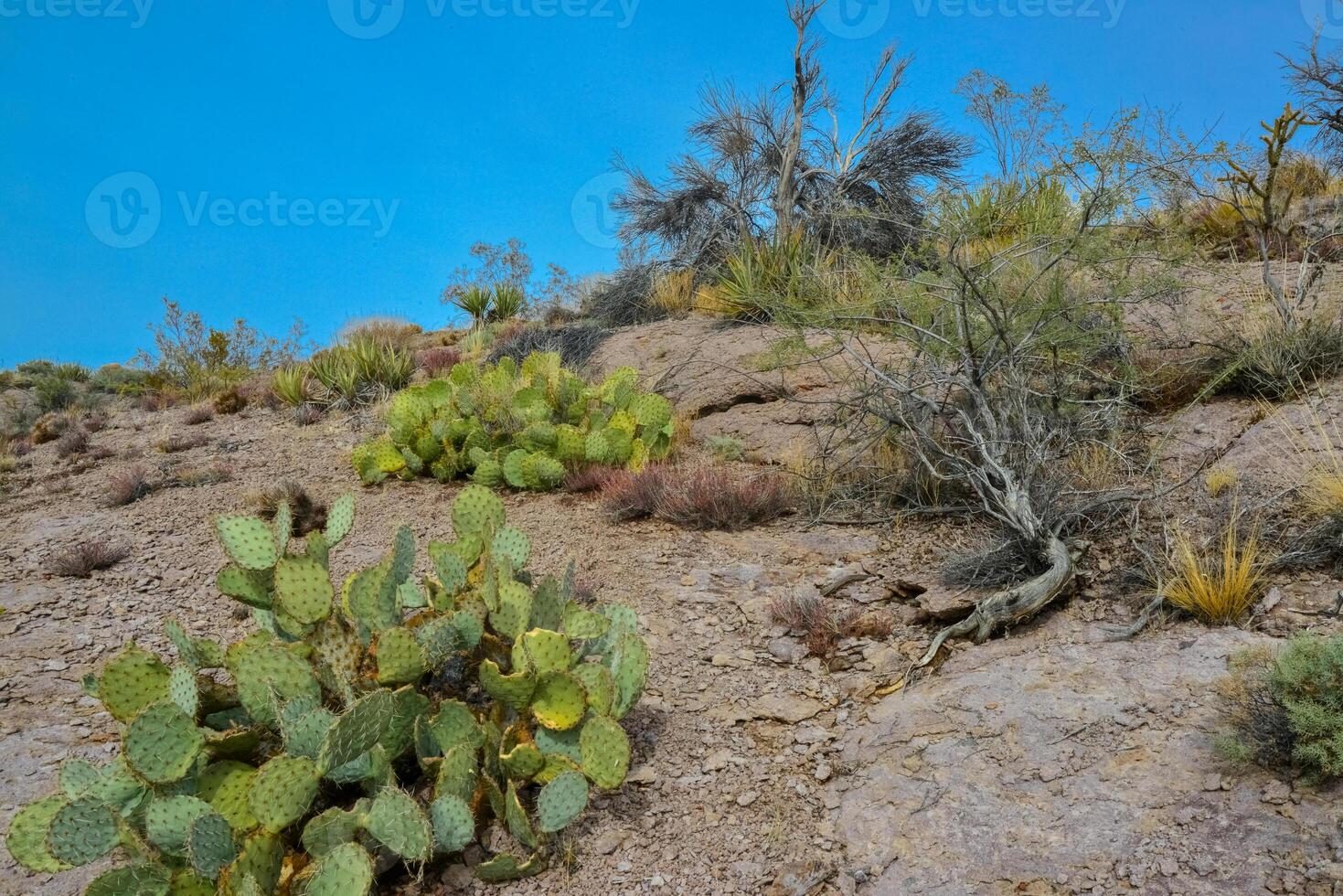Pancake prickly pear, dollarjoint prickly pear Opuntia chlorotica, cacti in the winter in the mountains. Arizona cacti photo