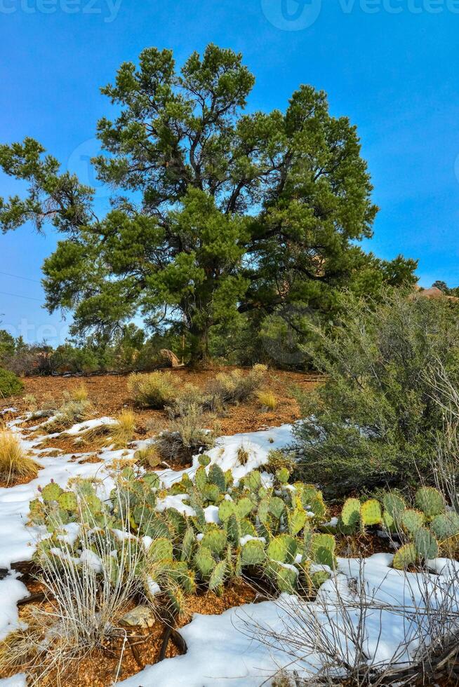Cacti Opuntia sp. in the snow, cold winter in nature, desert plants survive frost in the snow photo