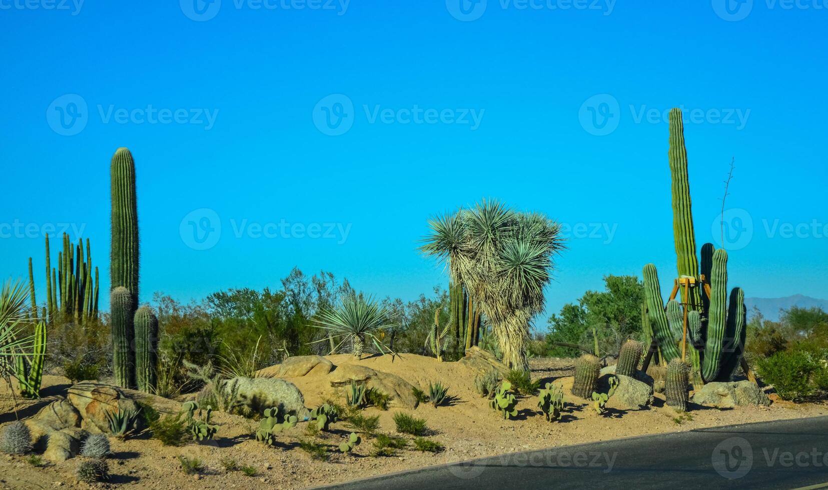 Different types of prickly pear cacti in a botanical garden in Phoenix, Arizona photo
