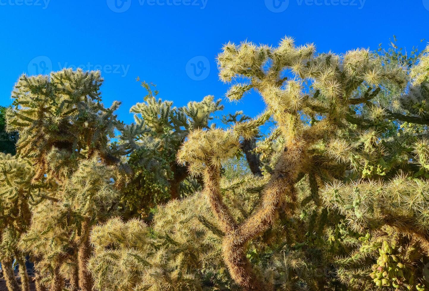 Cactus. Cane Chola Cylindropuntia spinosior on a background of blue sky. Arizona, USA photo