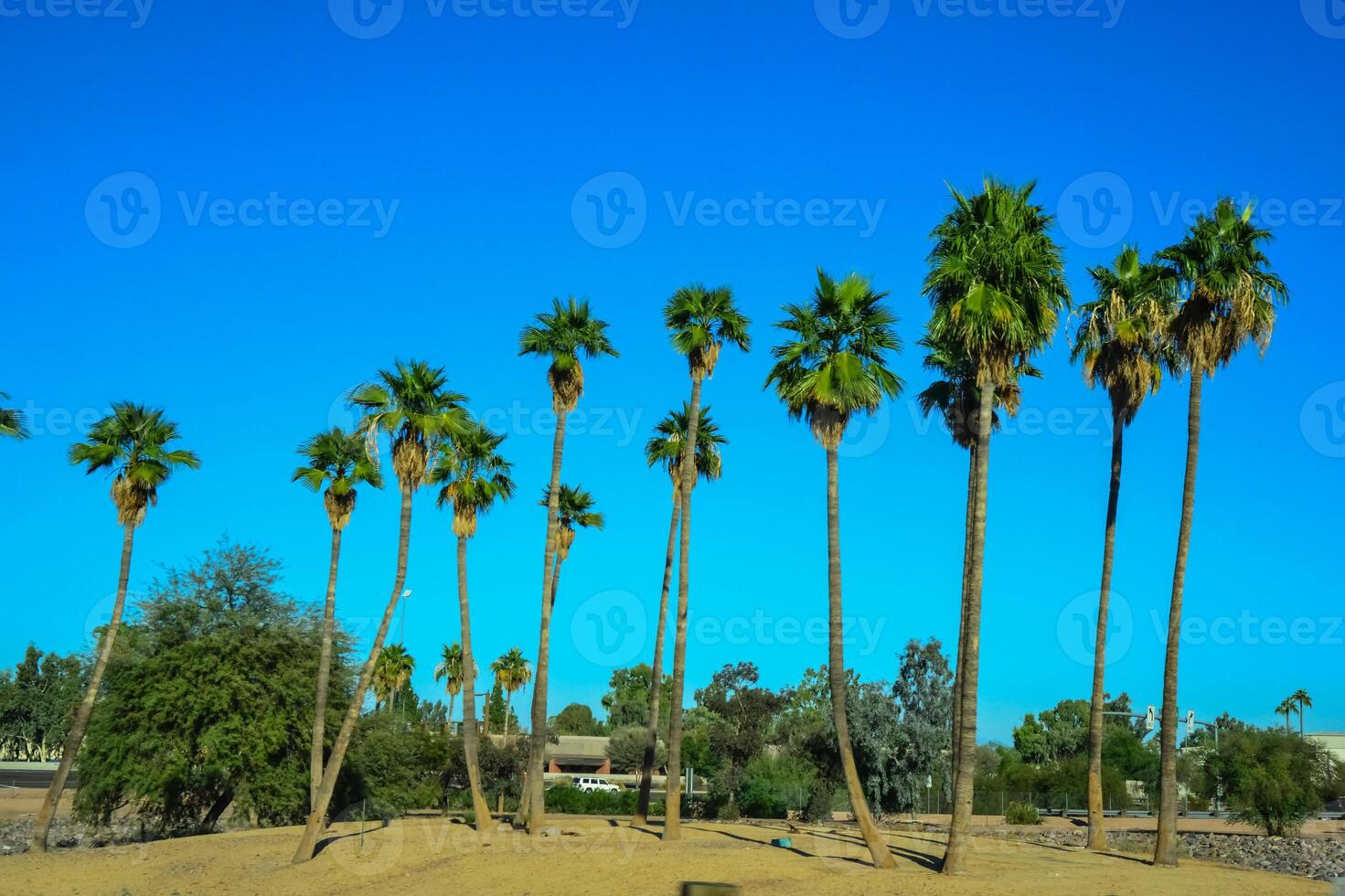 Large tall palm trees near a road in Phoenix, Arizona photo